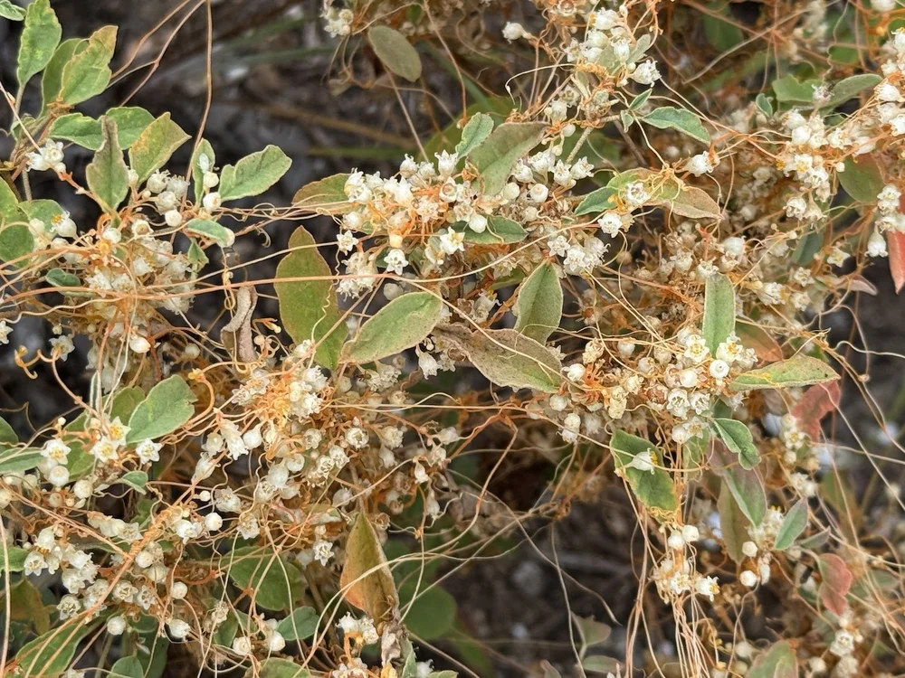   Pretty Dodder  ( Cuscuta indecora)  is a parasitic plant. 