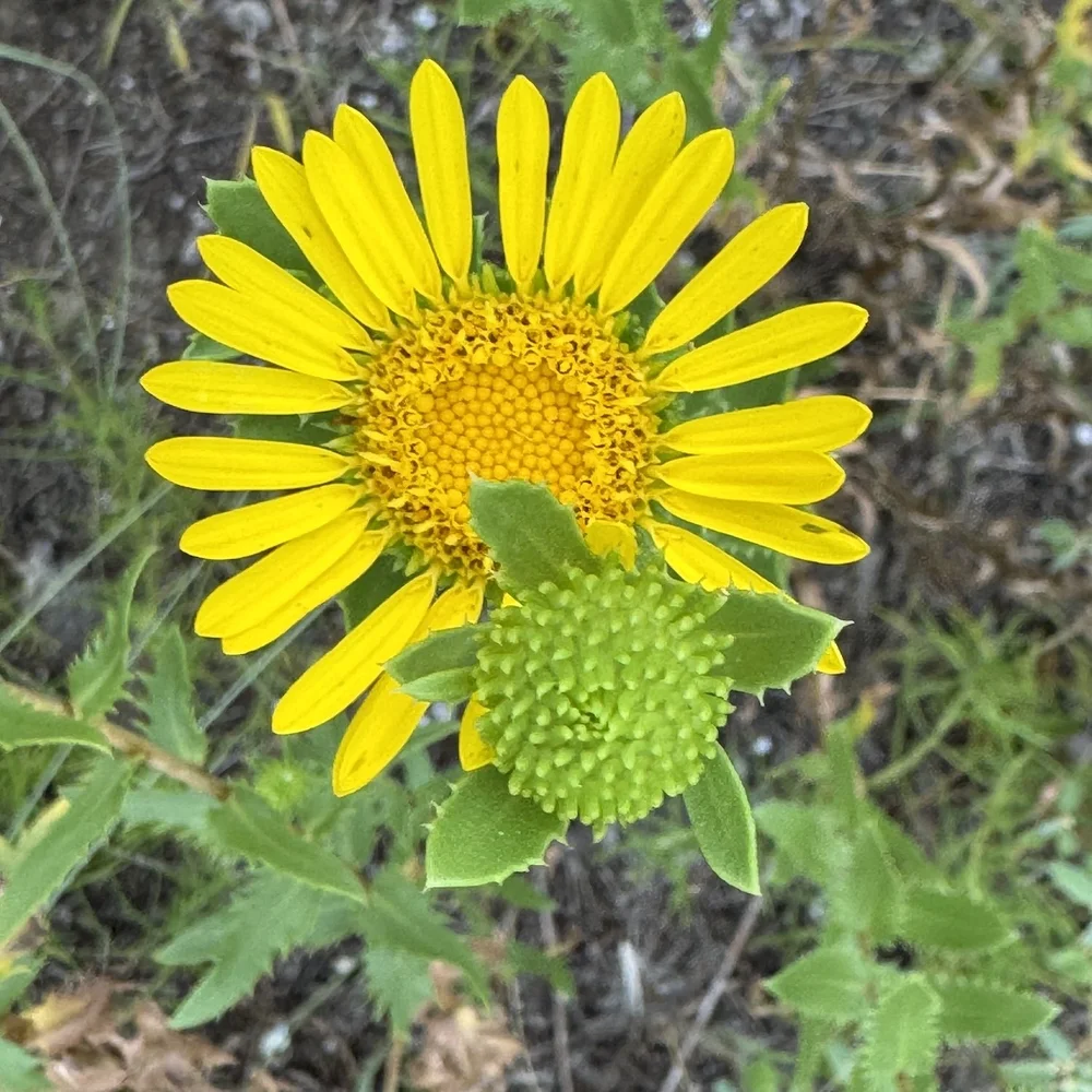   Narrowleaf Gumweed  ( Grindelia lanceolata)  ain’t afraid of no heat. 