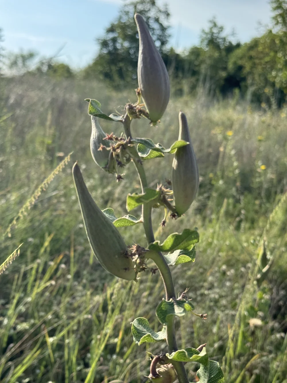   Green Comet Milkweed  ( Asclepias viridiflora)  