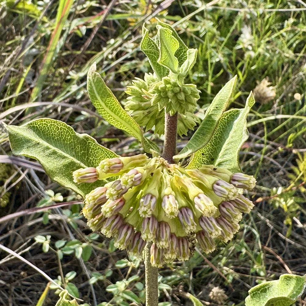   Green Comet Milkweed  ( Asclepias viridiflora)  