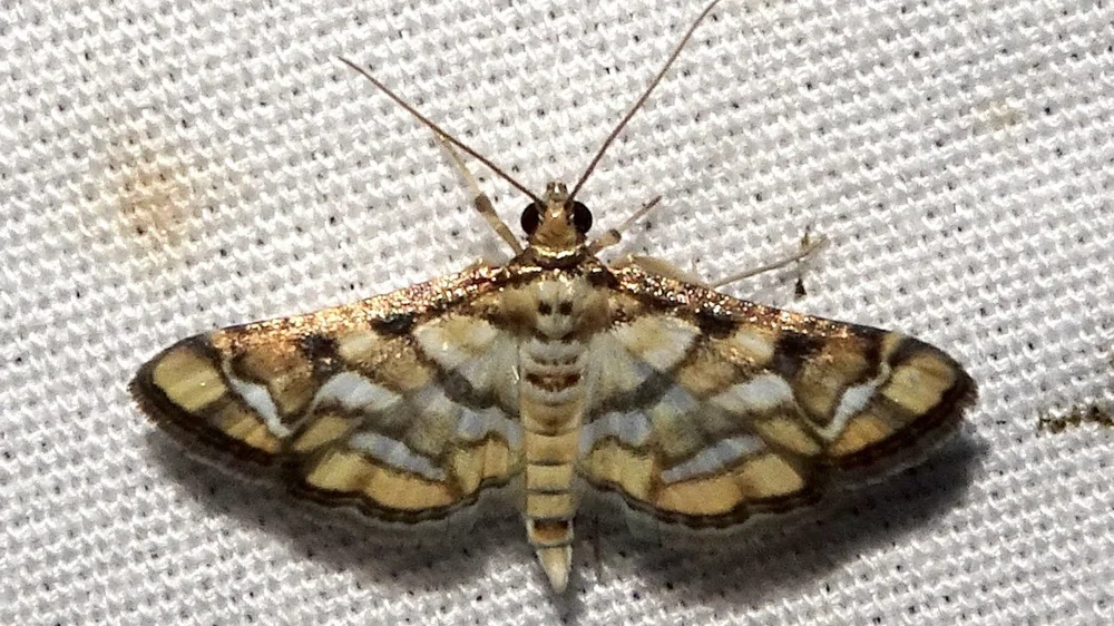   Magician Moth  ( Hileithia magualis)  observed by karen762. 
