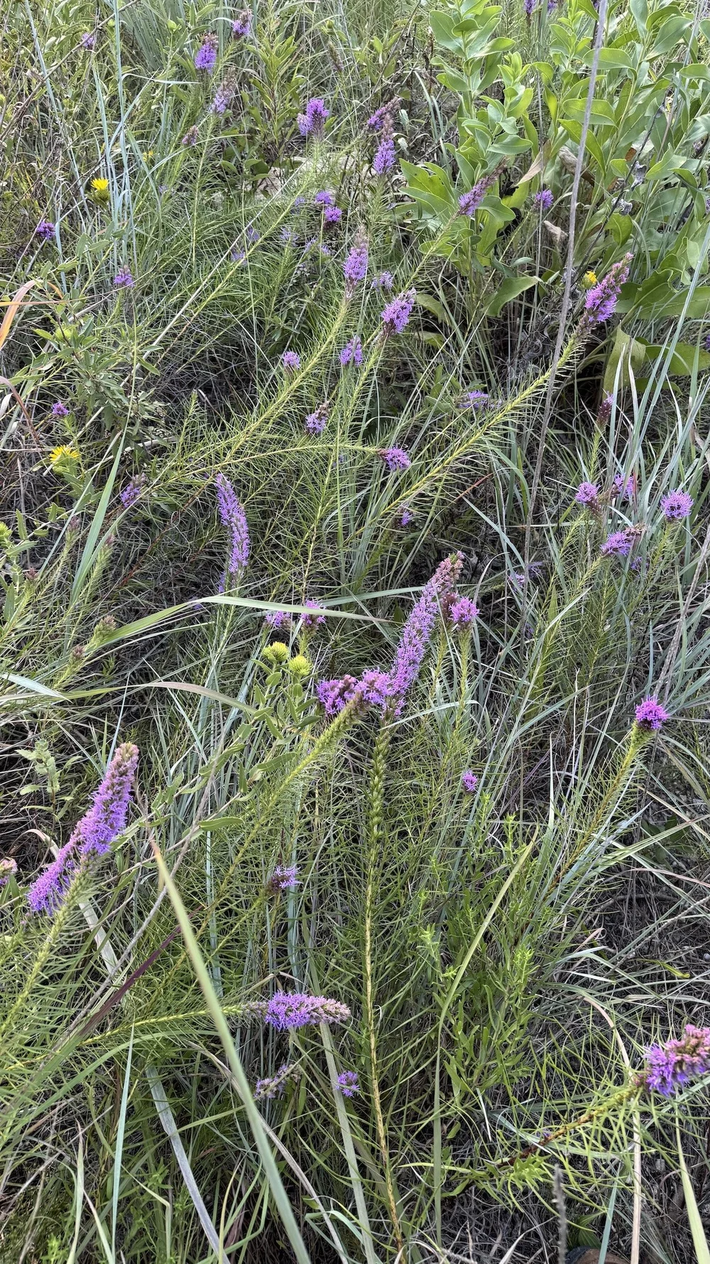   Summer Gayfeather  ( Liatris aestivalis)     