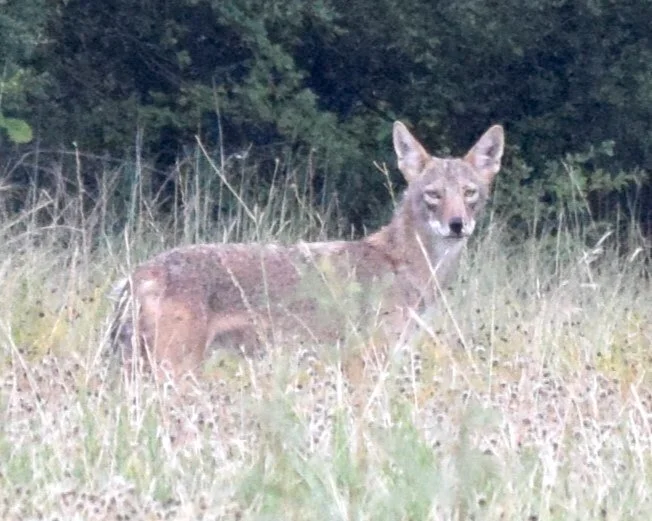  A rare sighting of a  Coyote . Photo by, Keandre Rush. 