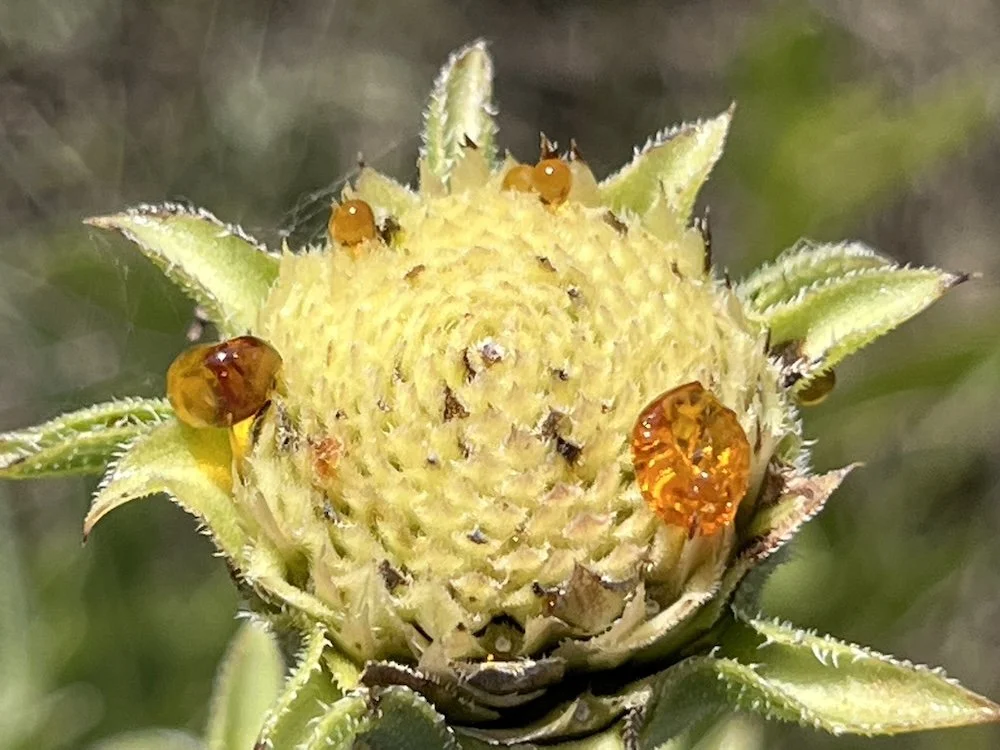  A very rare image of  White Rosinweed  showing the actual resin they produce. Photo by, Paige Priddy. 