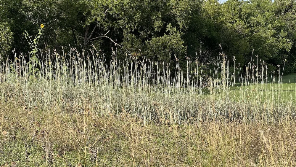   Big Bluestem  ( Andropogon gerardi)  finally reaching maturity after 15 years thanks to frequent rains in 2025. 