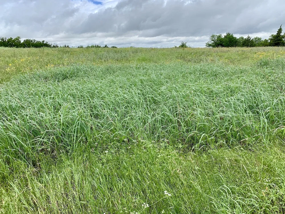  A patch of  Big Bluestem  like this one ( Andropogon gerardi)  can be more than 100 years old. This pic is from spring 2025. 