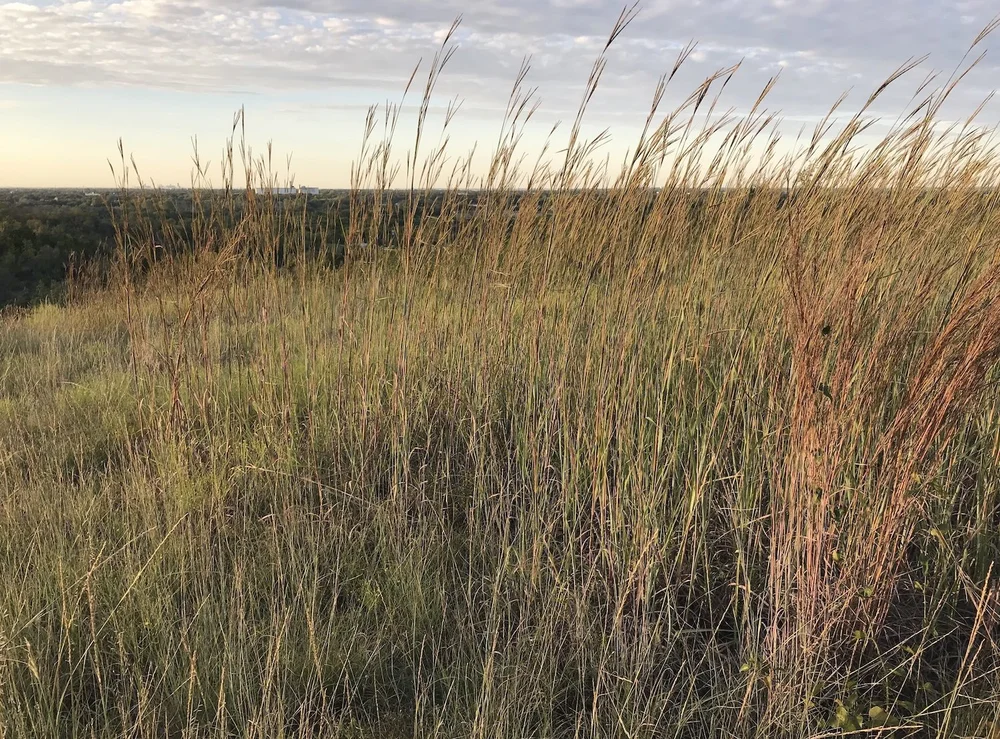  A lovely stand of Big Bluestem marks the trailhead. 