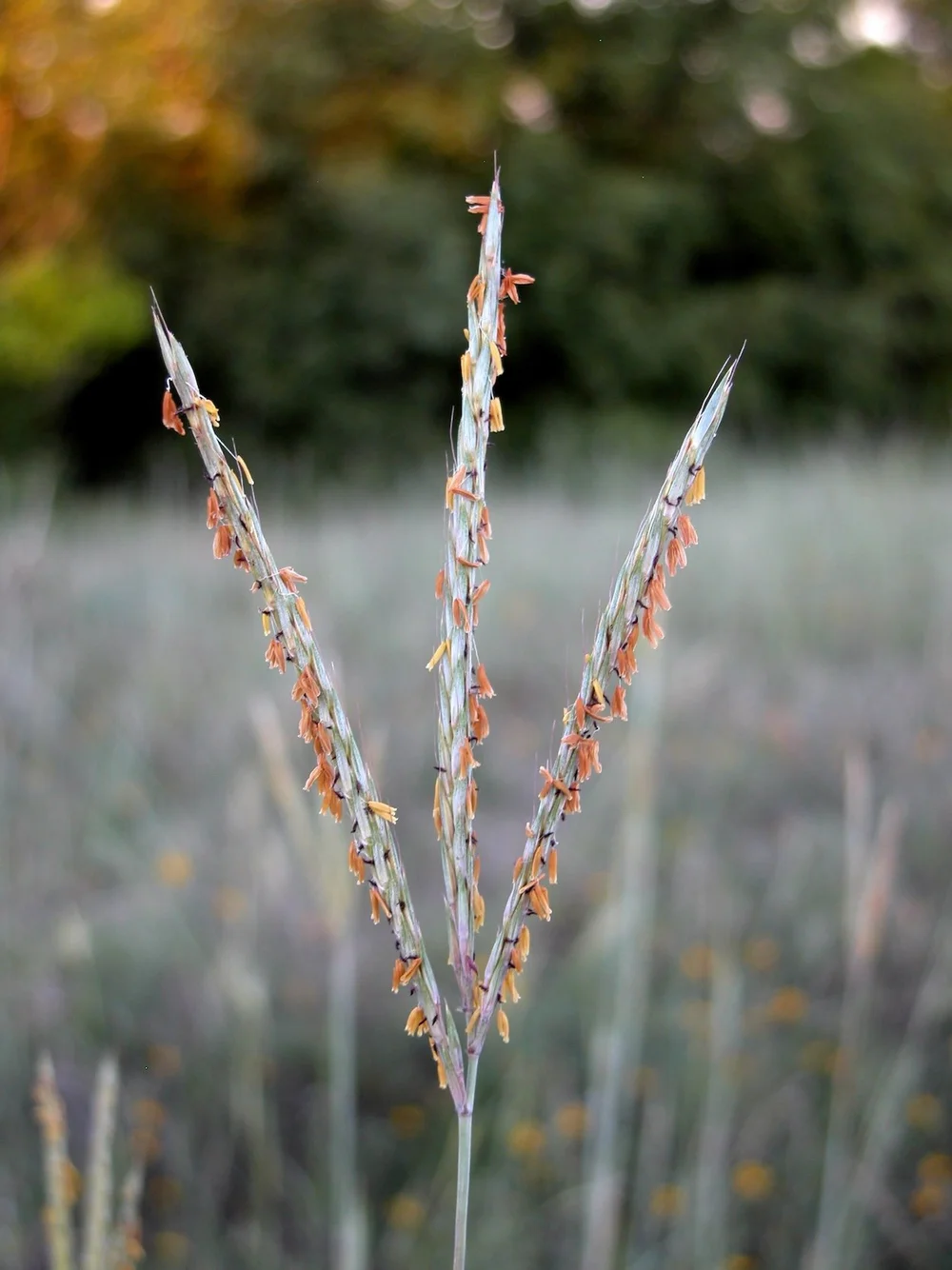   Big Bluestem  seed heads are nicknamed,  Turkey-foot . 