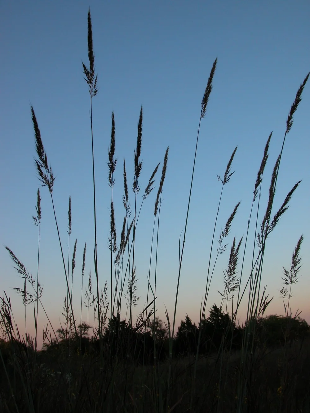  Indiangrass does resemble arrows shot into the ground. 