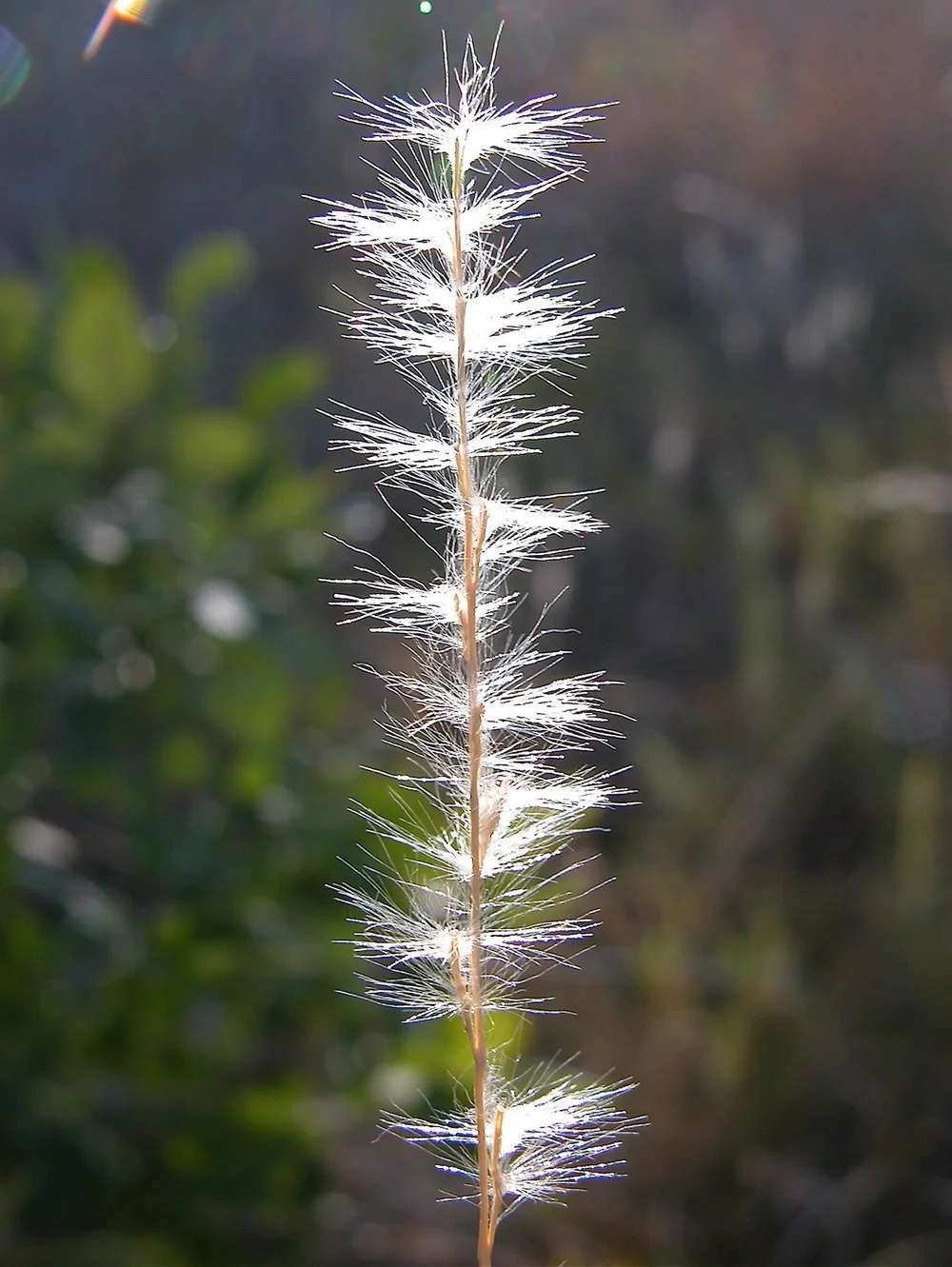  Silver Bluestem has a striking seed head that glows in the sunlight. 