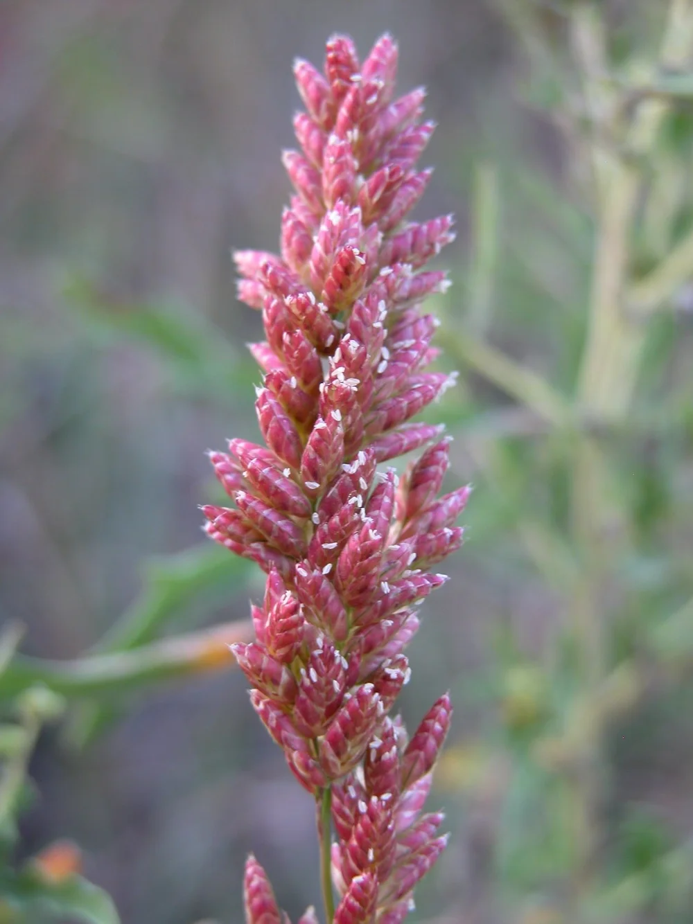   Pink Fluffgrass  ( Tridens congestus)  is one of 5 Tridens species here.    