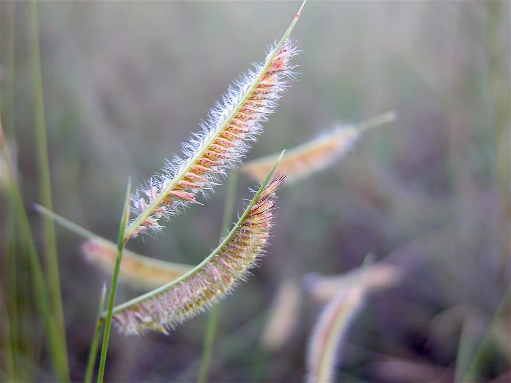   Hairy Grama grass  ( Bouteloua hirsuta)  has a “hairy” tip. 