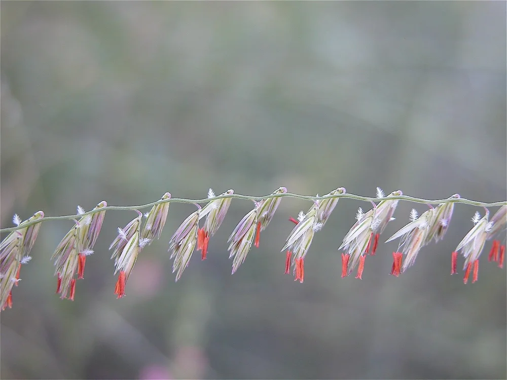  Sideoats Grama  ( Bouteloua curtipendula)  is one of 5 Grama species found at Tandy Hills. One of the prettiest, too.    