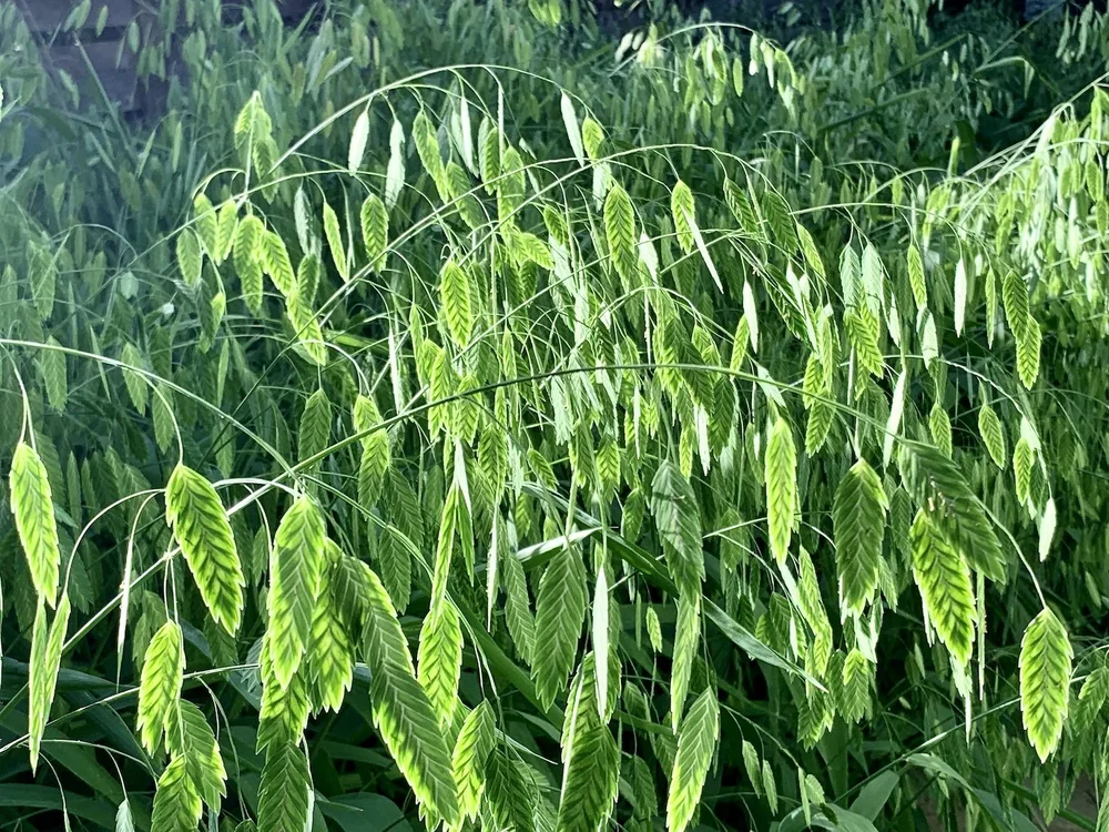   River Oats  ( Chasmanthium latifolium),  formerly Sea Oats, is known for it’s beauty and its shade tolerance.    