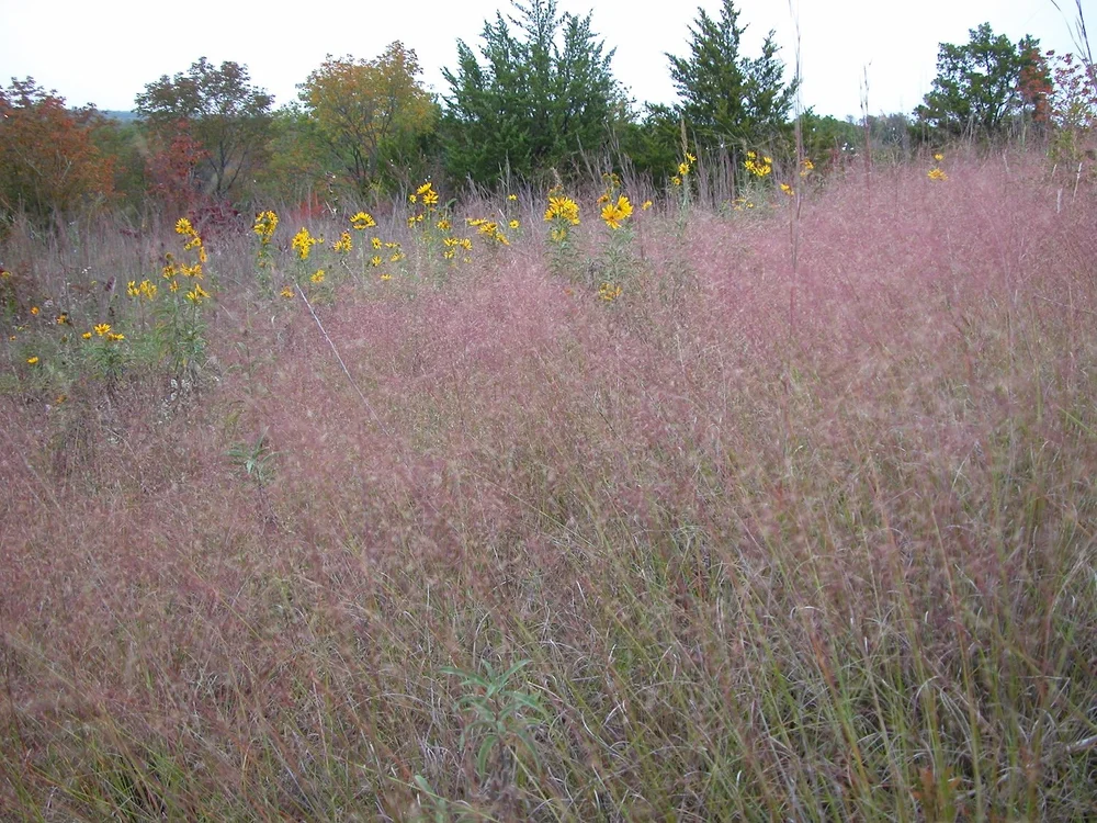   Seep Muhly  ( Muhlenbergia reverchonii)  is nicknamed, “ghost grass” due its strange pink appearance in the fall. 