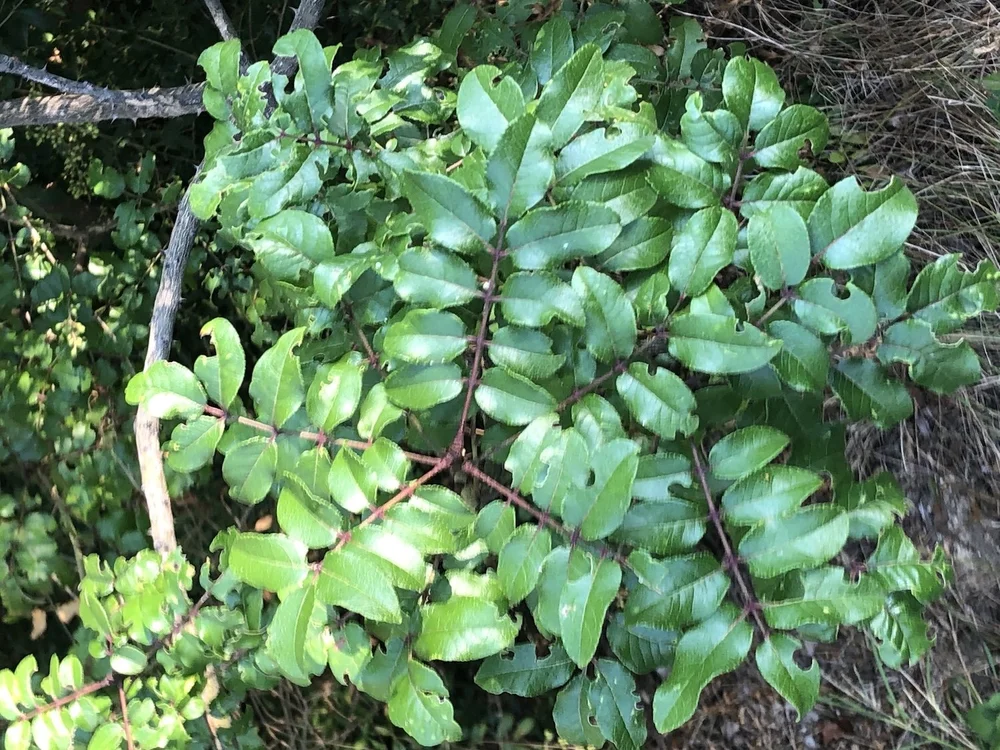   Hercules' Club tree  ( Zanthoxylum clava-herculis).  Photo by, cnacree. 
