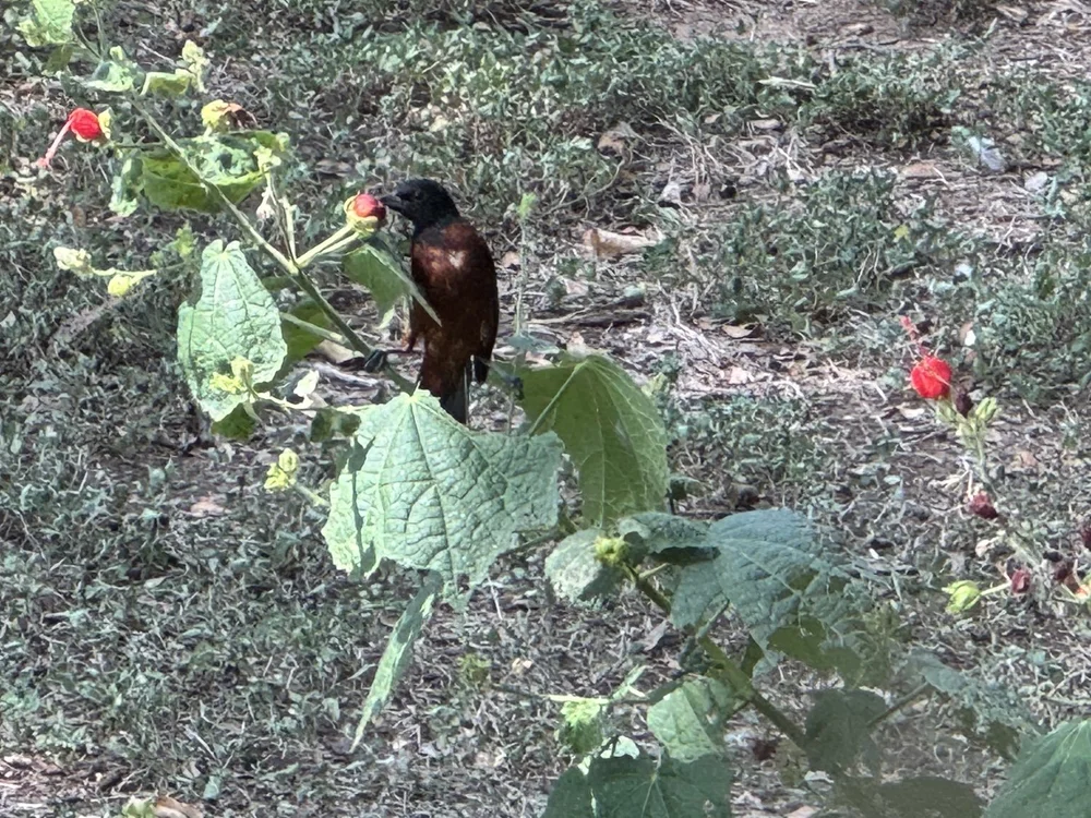  An  Orchard Oriole  was spotted in mid-August. This is an adult male, possibly molting. 
