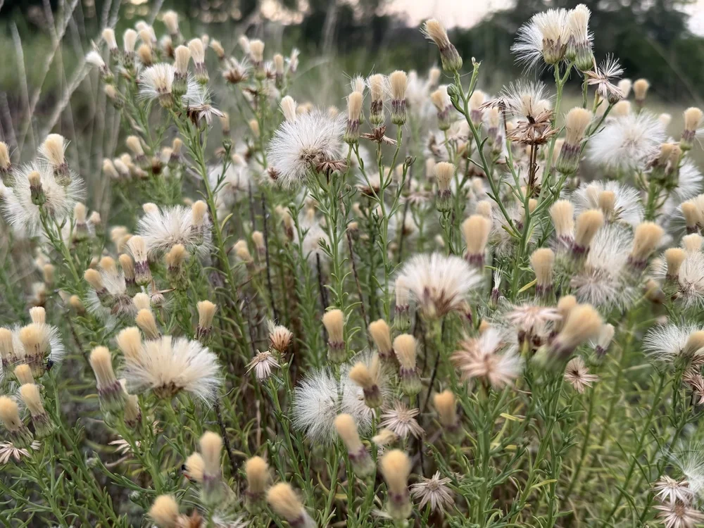   Prairie Falsewillow  ( Baccharis texana).  Most years it doesn’t bloom like this until October. 