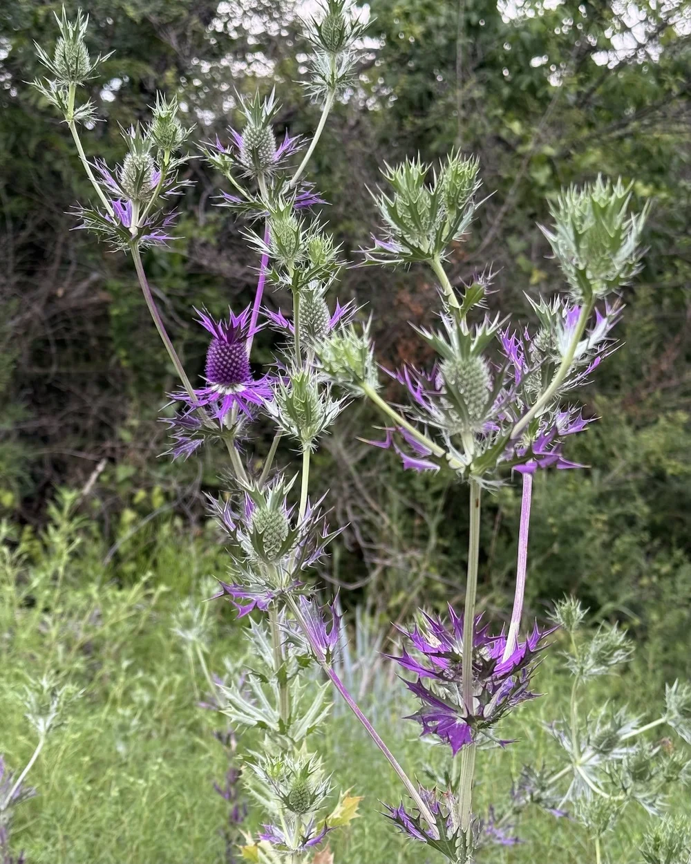   Leavenworth's Eryngo  ( Eryngium leavenworthii)  is a fall favorite even if it matures in August. 