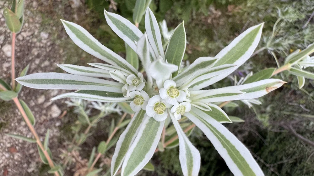   Snow-on-the-Prairie  ( Euphorbia bicolor)  is another fall fave that is now blooming. 
