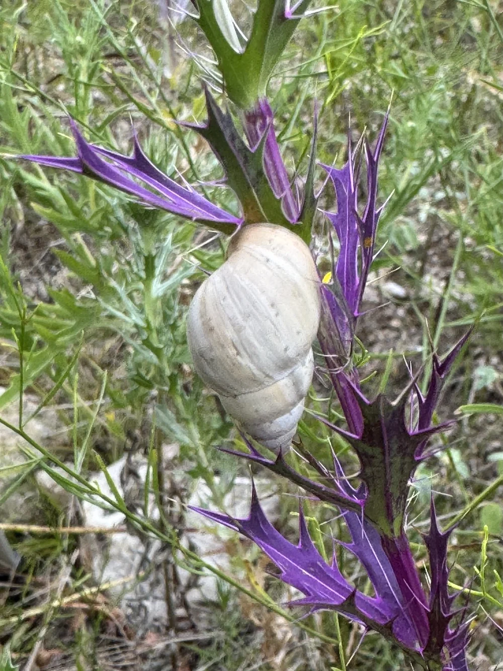  I observed quite a few of these,  Prairie Rabdotus snails , getting sustenance from the  Eryngo  plants. 