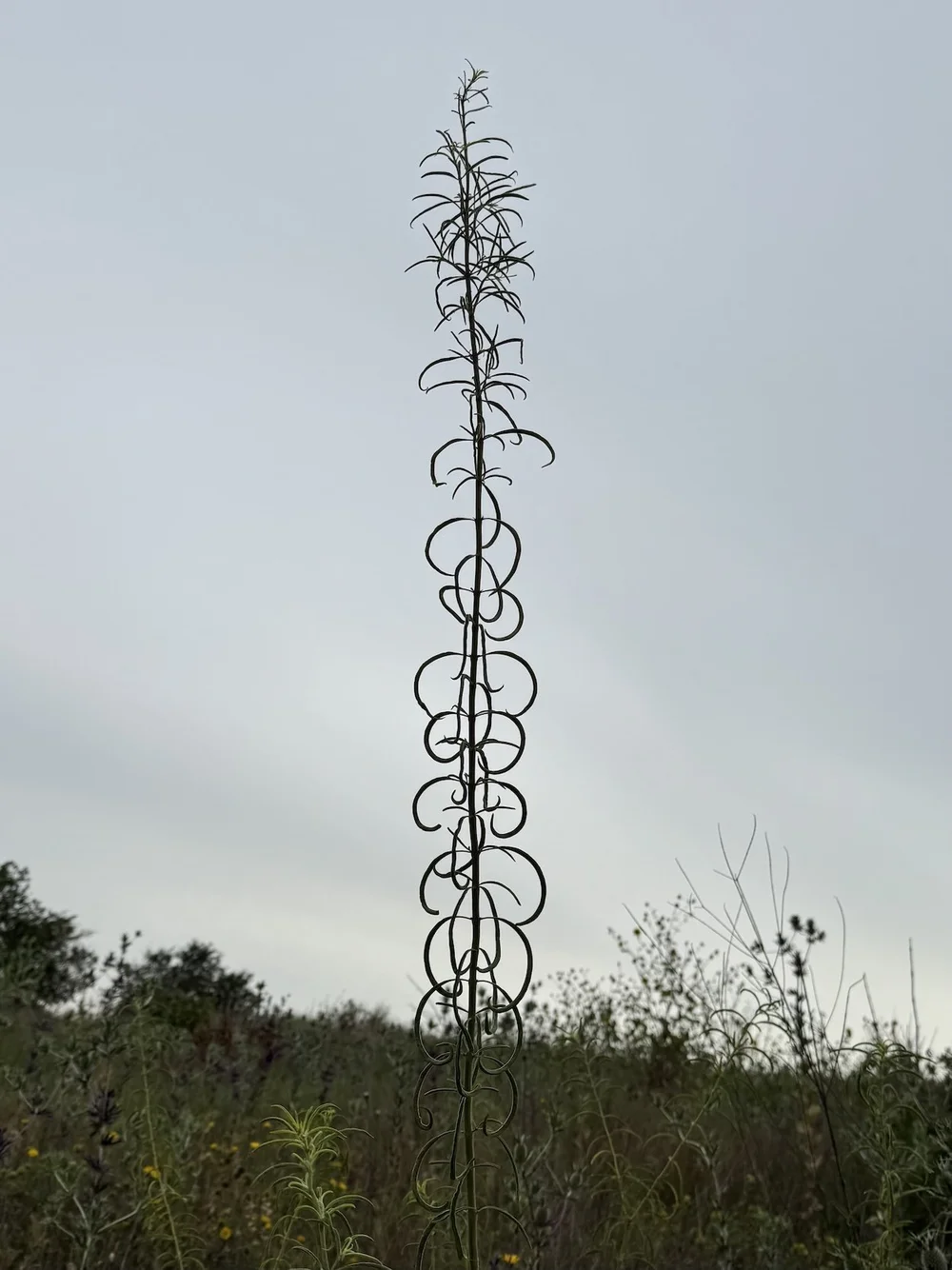   Giant Blue Sage  ( Salvia azurea)  has a distinctive profile. It is one of 5 Salvia species observed here. 