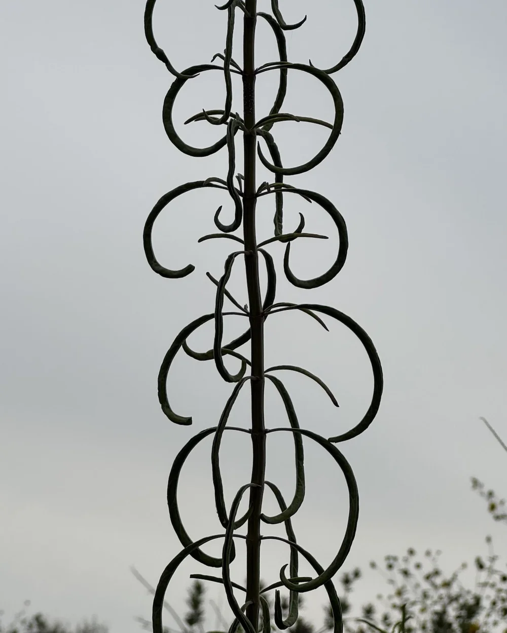  Soon, the  Giant Blue Sage  will show its true blue flowers. They also have striking geometry. 