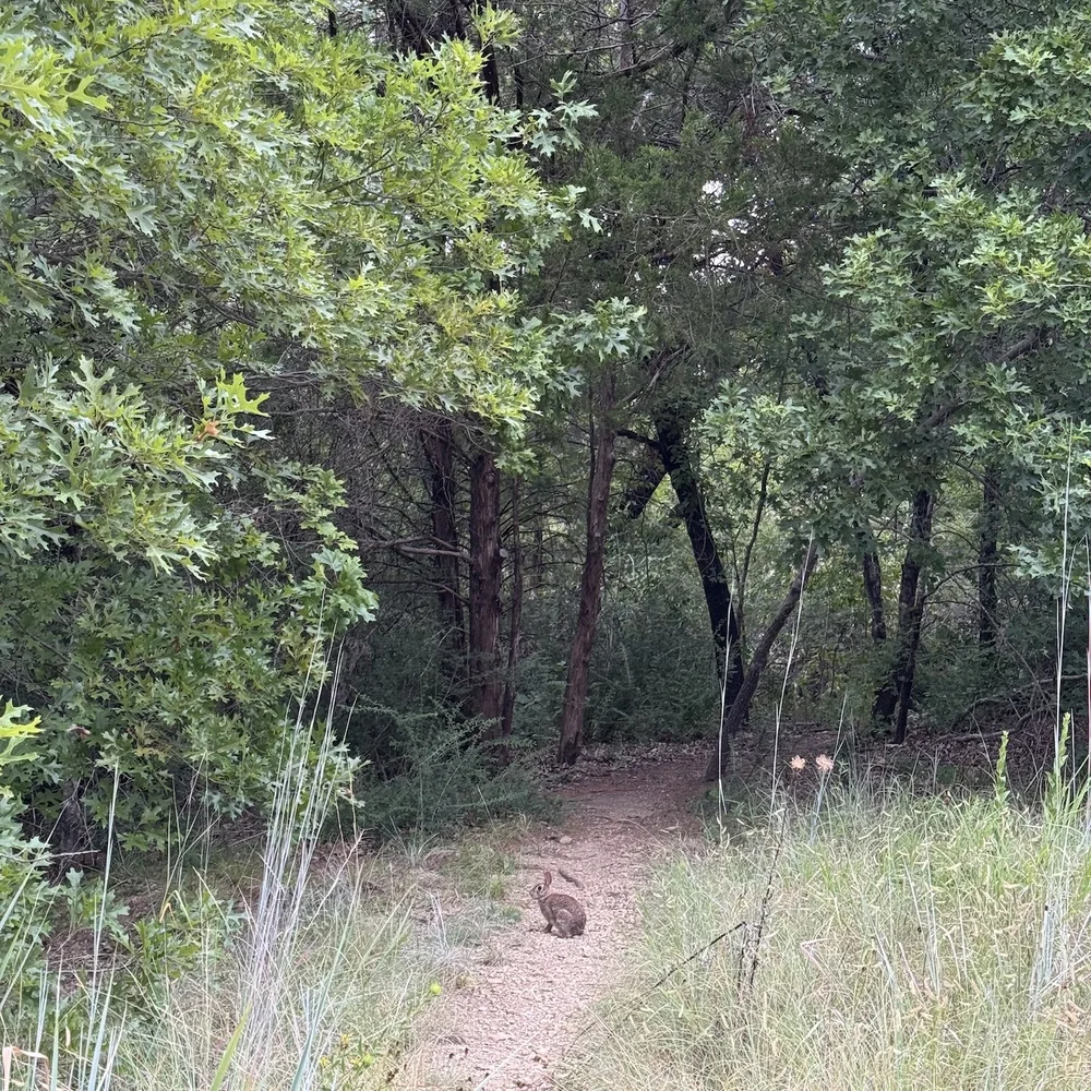  Lots of  Cottontail Rabbit  sightings this summer. They are cautiously friendly.  
