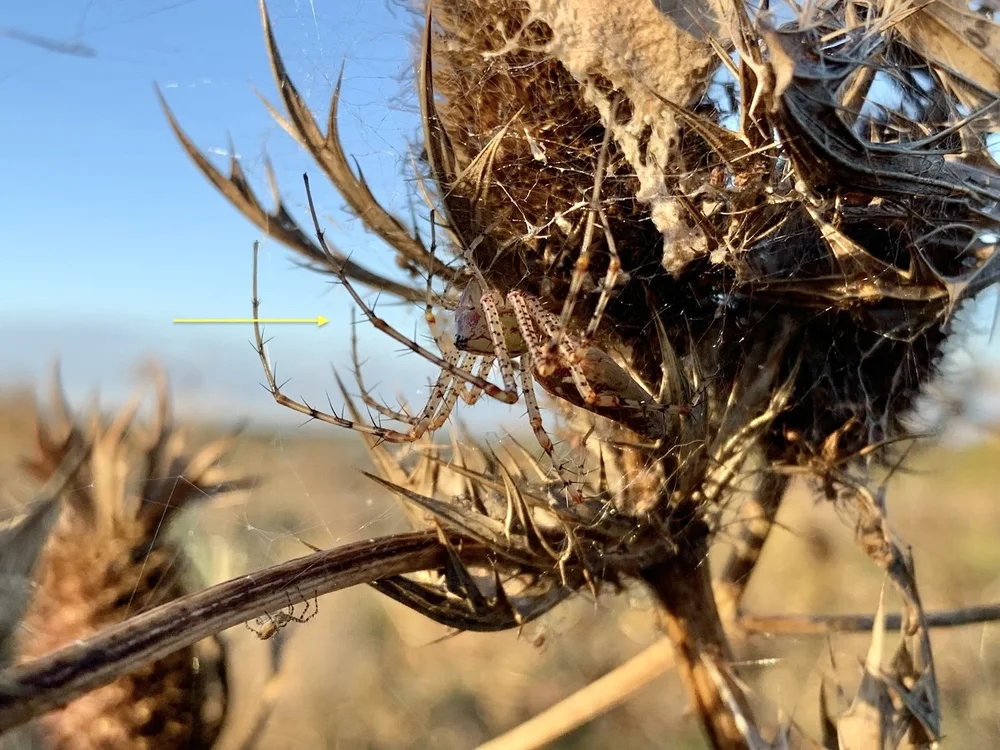  A  Green Lynx Spider’s  legs match the  Eryngo  spines. 