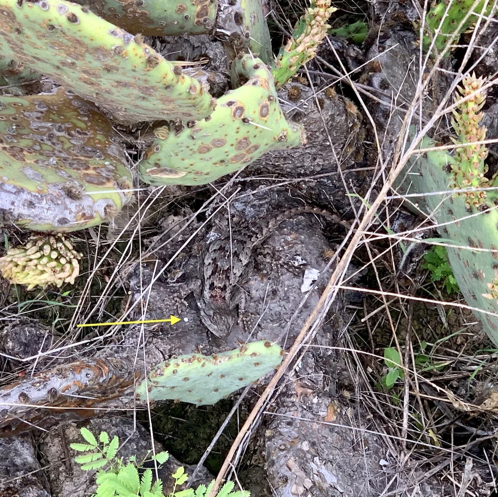   Texas Spiny Lizard  wearing an invisibility cloak. 