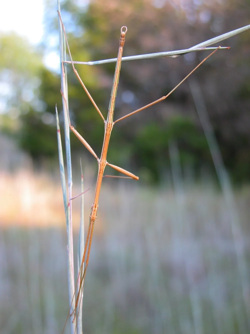   Walking Stick  ( Genus&nbsp;Diapheromera)  has little trouble emulating prairie grass. Can you tell head from tail? 