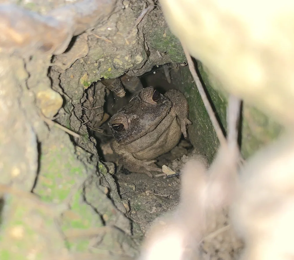   Gulf Coast Toad  ( Incilius nebulifer ) has a nifty hideout with food hanging from the ceiling. 