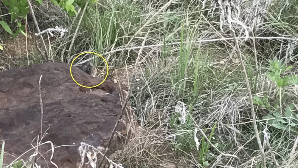  Speaking of field rats. . . this little cutie lives under a bog rock and moves at lightning speed. 