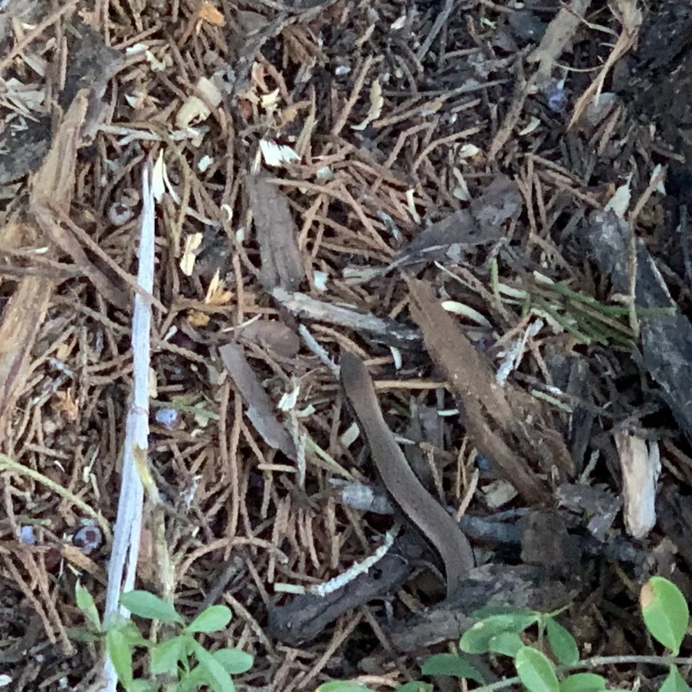  Can you spot the  Little Brown Skink  ( Scincella lateralis)  in this picture?  