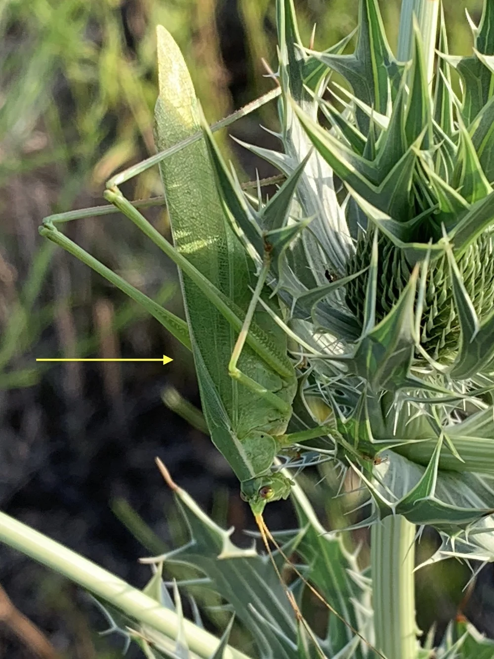  This  Scudder's Bush Katydid  ( Genus&nbsp;Scudderia) knows how to blend in a crowd.     