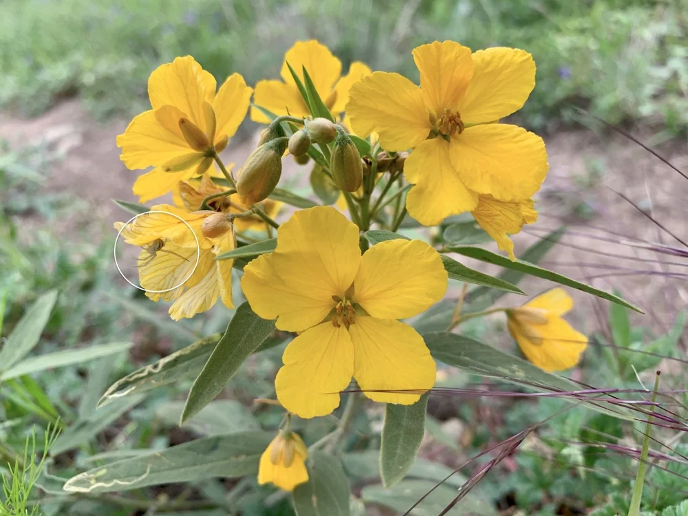   Crab Spiders  are everywhere! 
