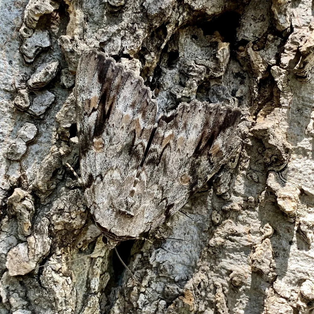  The  Sad Underwing Moth  ( Catocala maestosa ) is a master of disguise.    