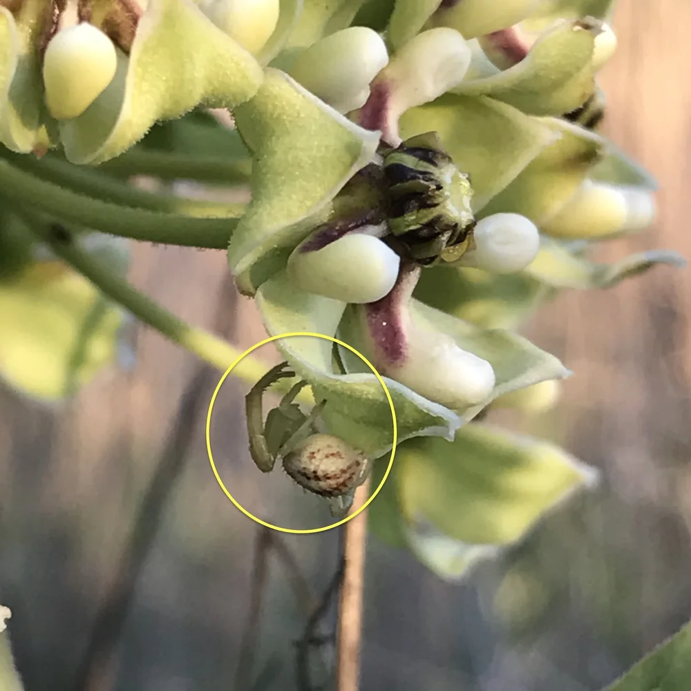  Yet another  Crab Spider.  