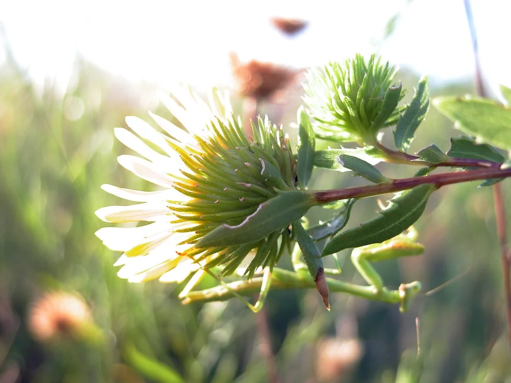  I was so focussed on getting the right light on this  Gum Weed  flower that I did not notice the  Preying Mantis  soft-focussed in the background. 