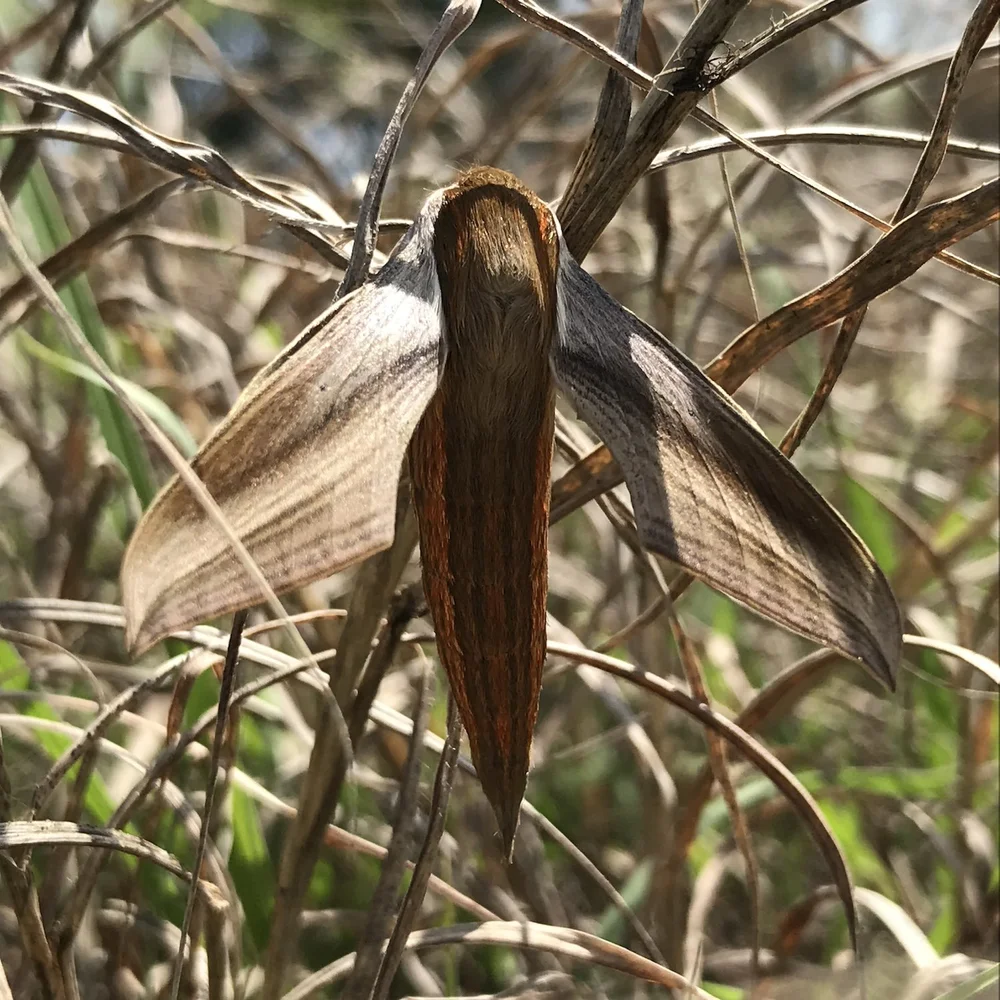 I got lucky the day I spotted this  Tersa Sphinx  ( Xylophanes tersa).  Despite its large size, it camouflaged well in the prairie grass.    