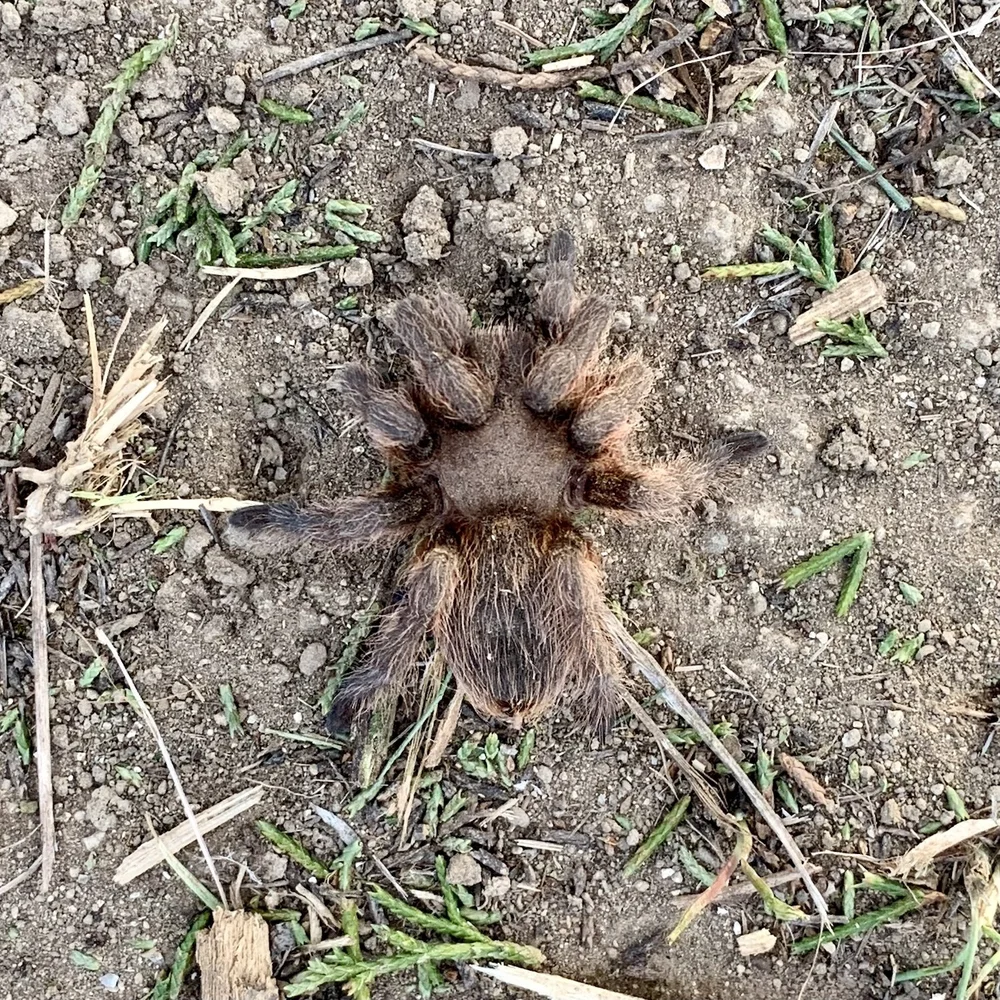   Texas Brown Tarantulas  ( Aphonopelma hentzi)  all but disappear on the ground. 