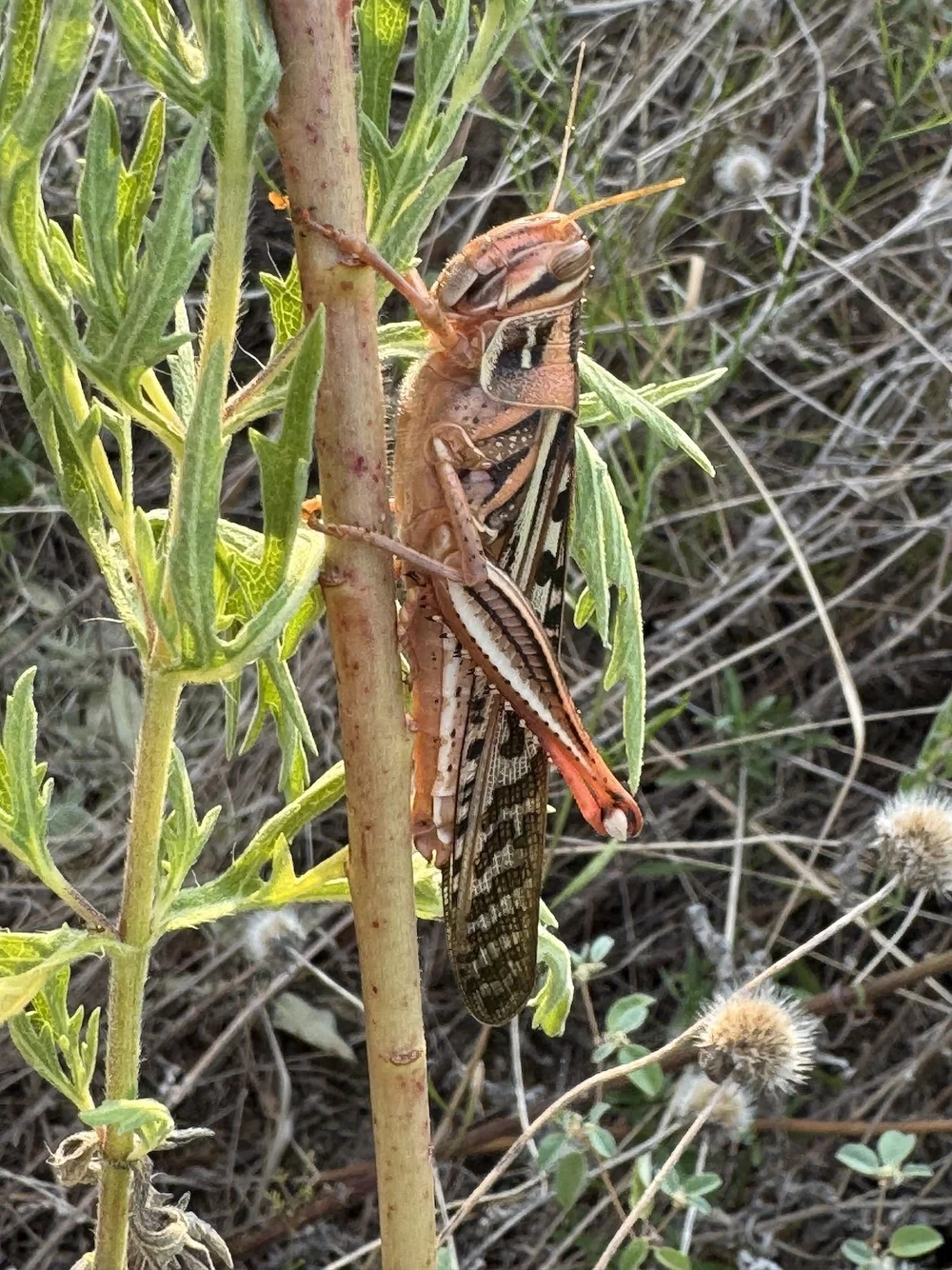  This big ol’,  American Bird Grasshopper  ( Schistocerca americana ) was about 4” long. 