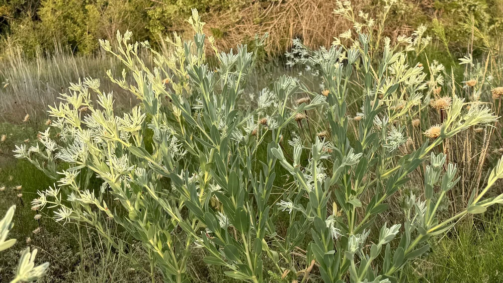  A magnificent example of  Snow-On-the Prairie  ( Euphorbia bicolor ) 