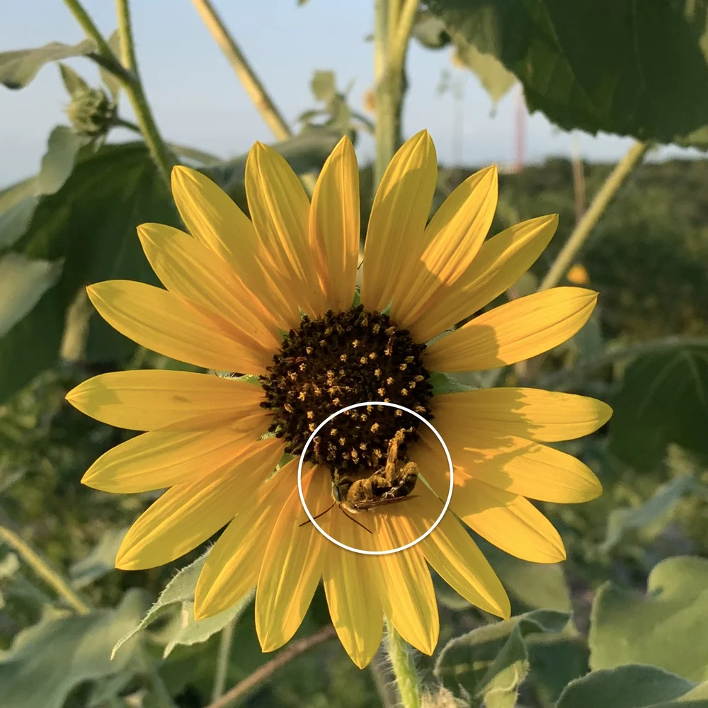  An  American Sunflower  with matching  Bee . 