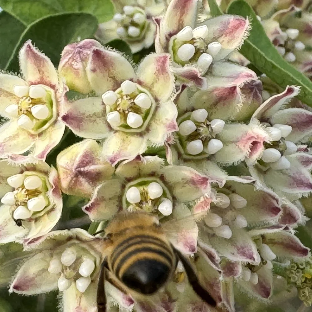   Climbing Milkweed  ( Funastrum cynanchoides) . This is a good example of how, concentrating on the flower, I missed the photo-bomb of the honeybee. 
