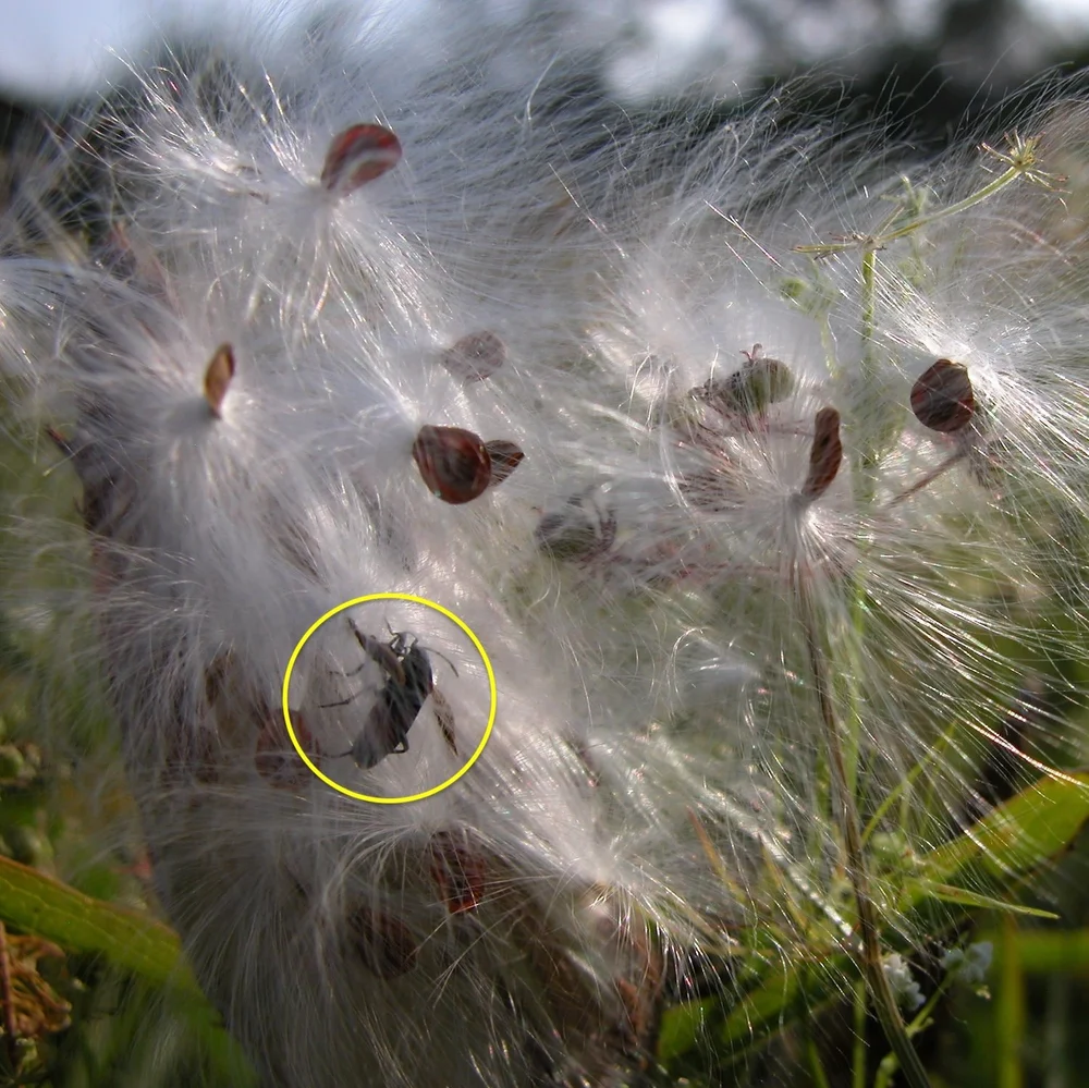  What is this bug doing inside  Milkweed  silk? And why didn’t I notice that in 2016??? 