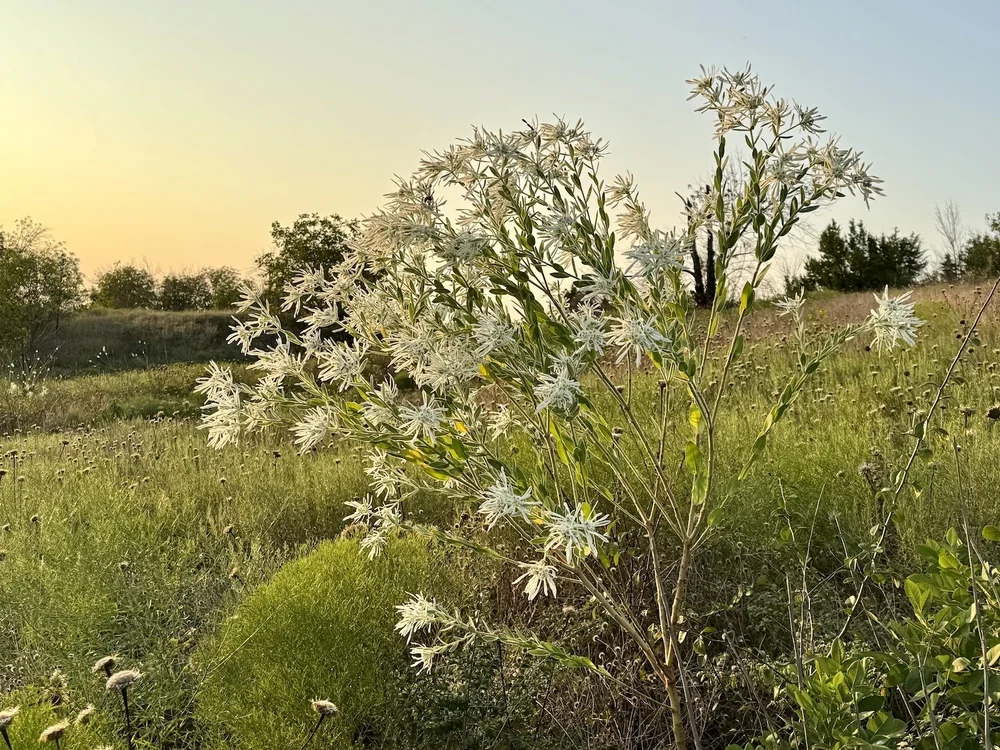  This big old,  Snow-on-the-Prairie  ( Euphorbia bicolor)  was over 6’ tall. 