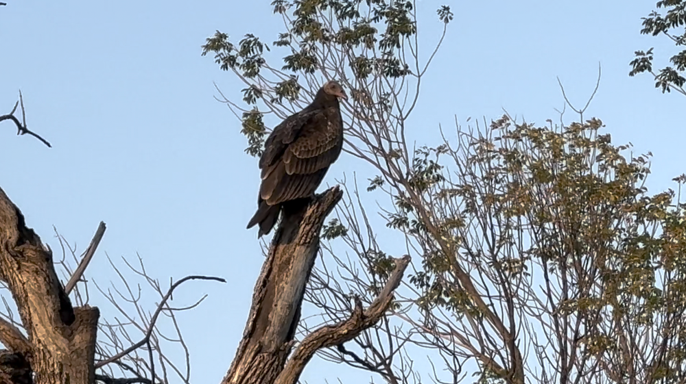  A very calm  Turkey Vulture  catching the September sunset and just inches away from me. 