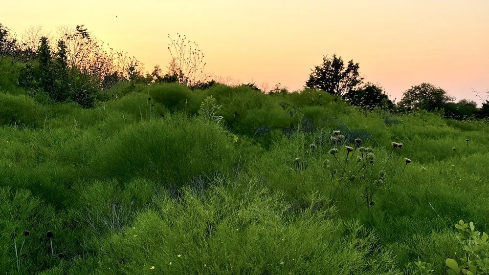  This slightly surreal photo shows a large patch of hip-high,  Prairie Broomweed  ( Amphiachyris dracunculoides).  It looks more like the English countryside or a big, green, lumpy mattress than Tandy Hills.    