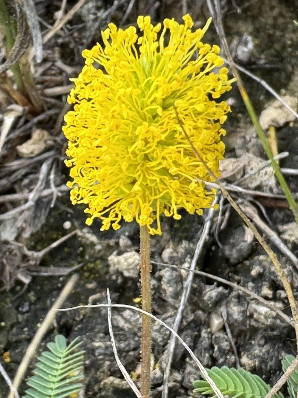   Yellow Puff  ( Neptunia lutea ) are still blooming rather late this year. 